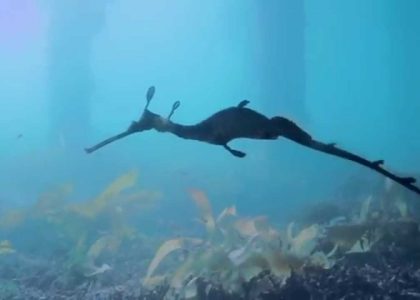 Weedy Sea Dragon & Draughtboard Shark Scuba Flinders Pier 2014 | aquasport.tv