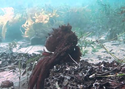 Weedy Sea Dragon and The Octopus Scuba Flinders Pier 2014 | aquasport.tv
