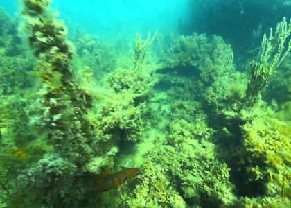 Wreck of the Moorara | aquasport.tv