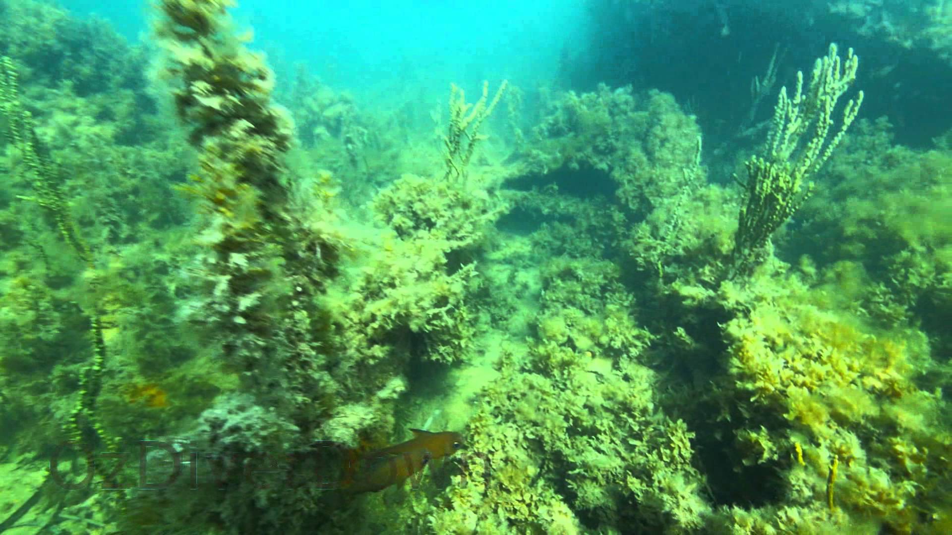 Wreck of the Moorara | aquasport.tv