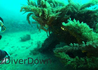 Wreck of the Norma | aquasport.tv