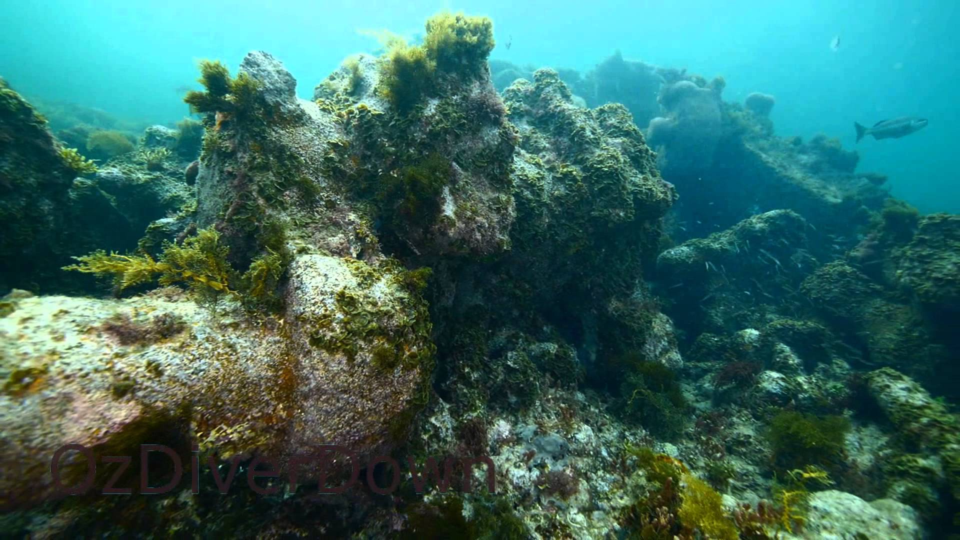 Wreck of the SS Investigator | aquasport.tv