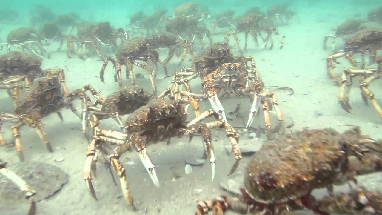 2014 Spider Crab Migration Scuba Rye Pier | aquasport.tv