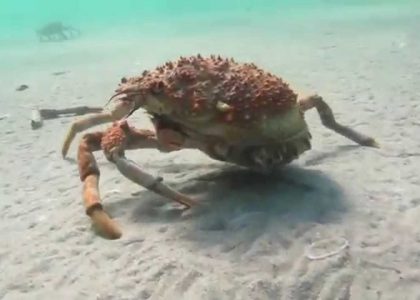 Monster Spider Crab Scuba Rye Pier Migration 2014 | aquasport.tv