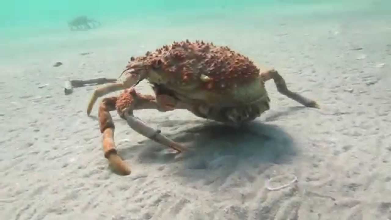 Monster Spider Crab Scuba Rye Pier Migration 2014