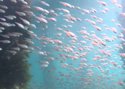Scuba Diving Flinders Pier Massive Fish Schools June 2014 | aquasport.tv