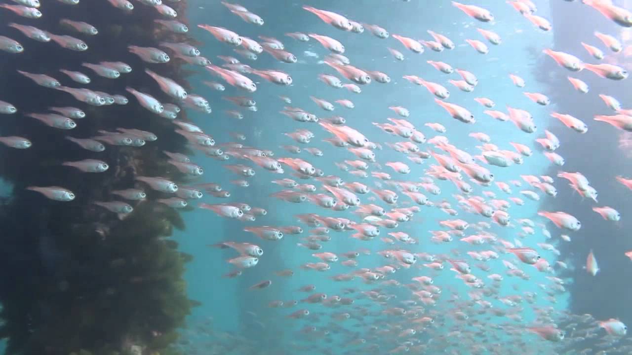 Scuba Diving Flinders Pier Massive Fish Schools June 2014