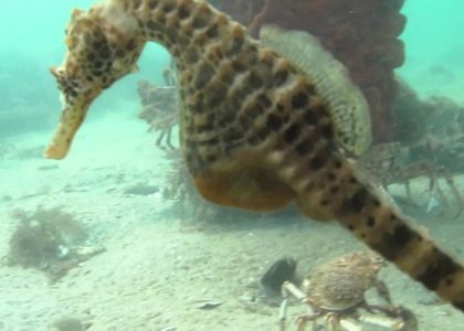 Seahorse Perspective of Spider Crab Migration Rye Pier Scuba 2014 | aquasport.tv