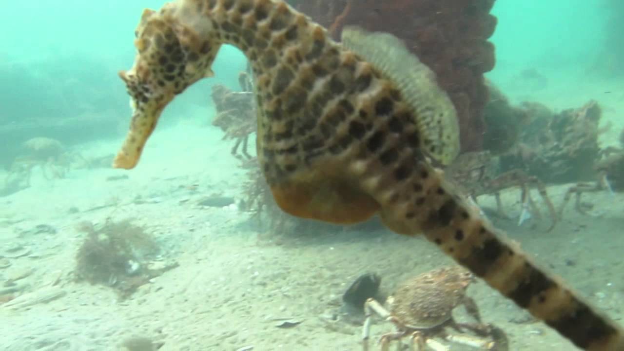 Seahorse Perspective of Spider Crab Migration Rye Pier Scuba 2014 | aquasport.tv