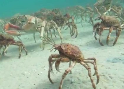 Spider Crab Disco Scuba Diving Rye Pier Migration 2014 | aquasport.tv