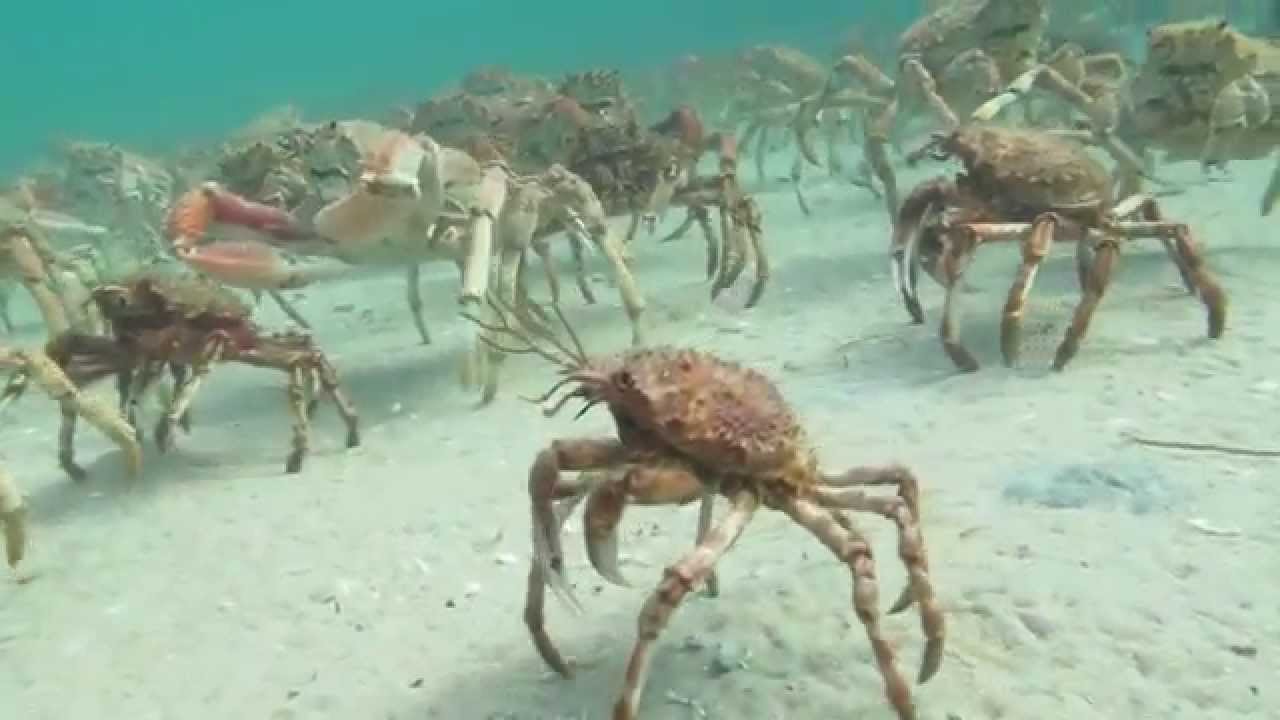 Spider Crab Disco Scuba Diving Rye Pier Migration 2014