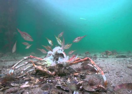 Stingrays attack on Spider Crabs. The full Story | aquasport.tv