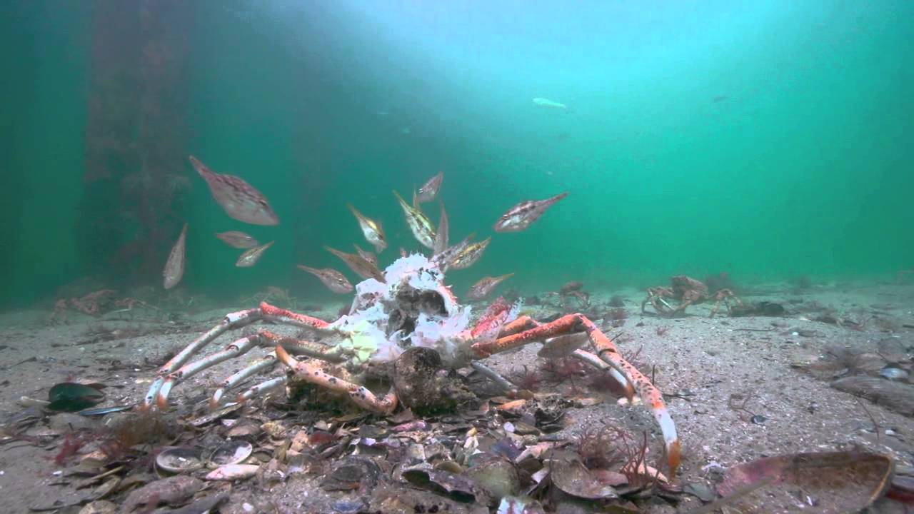 Stingrays attack on Spider Crabs. The full Story