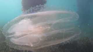 UFO Amazing Glowing Jellyfish | aquasport.tv