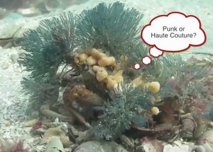 Amazing Punk Decorator Crab Scuba Diving Blairgowrie Australia 2014 | aquasport.tv
