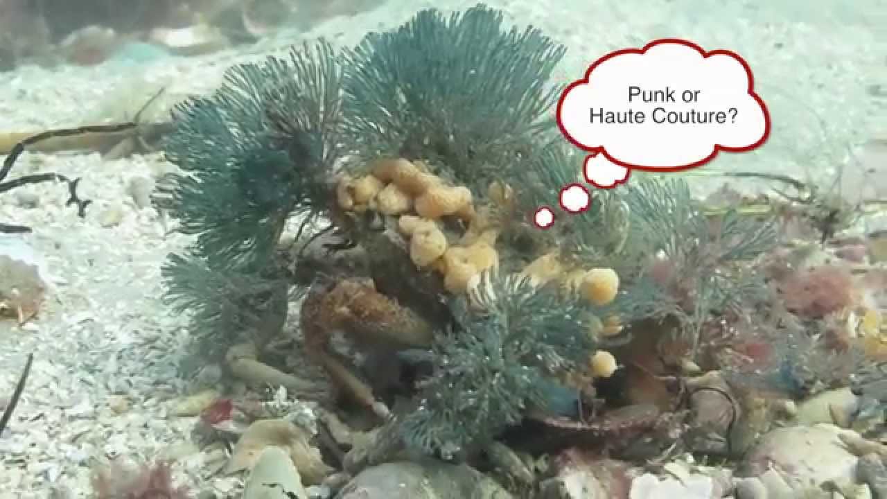 Amazing Punk Decorator Crab Scuba Diving Blairgowrie Australia 2014