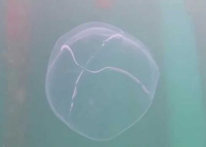 Jellyfish Scuba Diving at Rye Pier | aquasport.tv