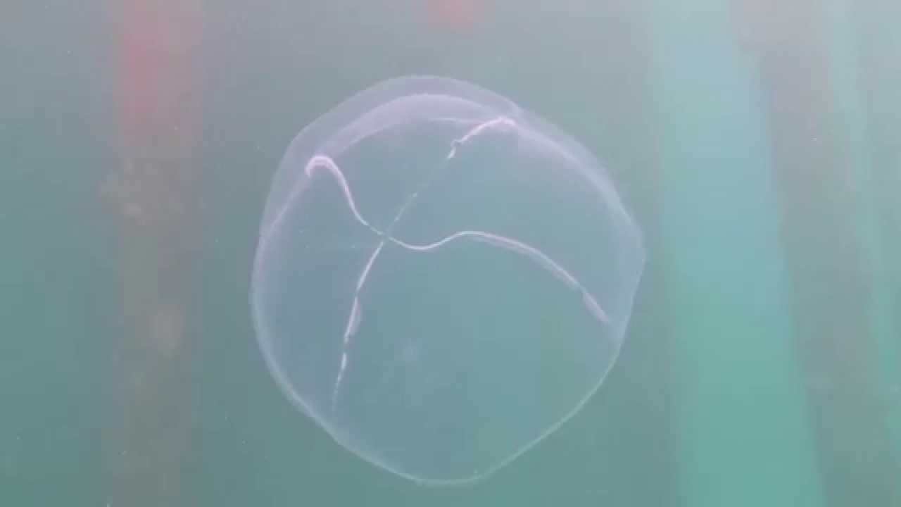 Jellyfish Scuba Diving at Rye Pier