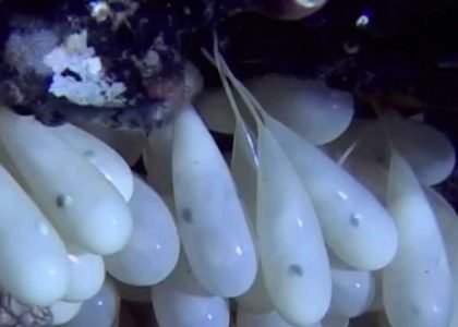 Octopus eggs hatching | aquasport.tv
