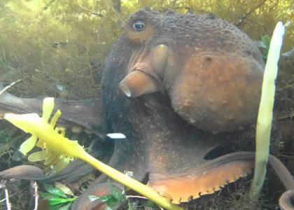 Scuba Diving Flinders Pier Australia Octopus Shark Stingray Weedy Sea Dragon | aquasport.tv