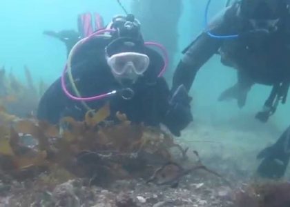 Scuba Diving Flinders Pier Australia Weedy Sea Dragons & Trevally | aquasport.tv