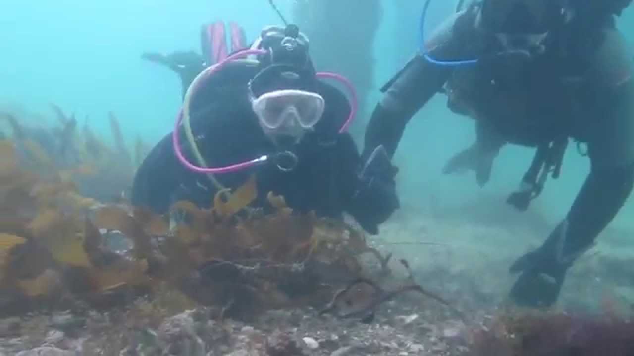 Scuba Diving Flinders Pier Australia Weedy Sea Dragons & Trevally | aquasport.tv