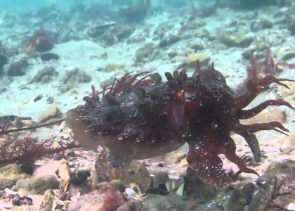 Scuba Diving Portsea Pier Cuttlefish 2014 | aquasport.tv