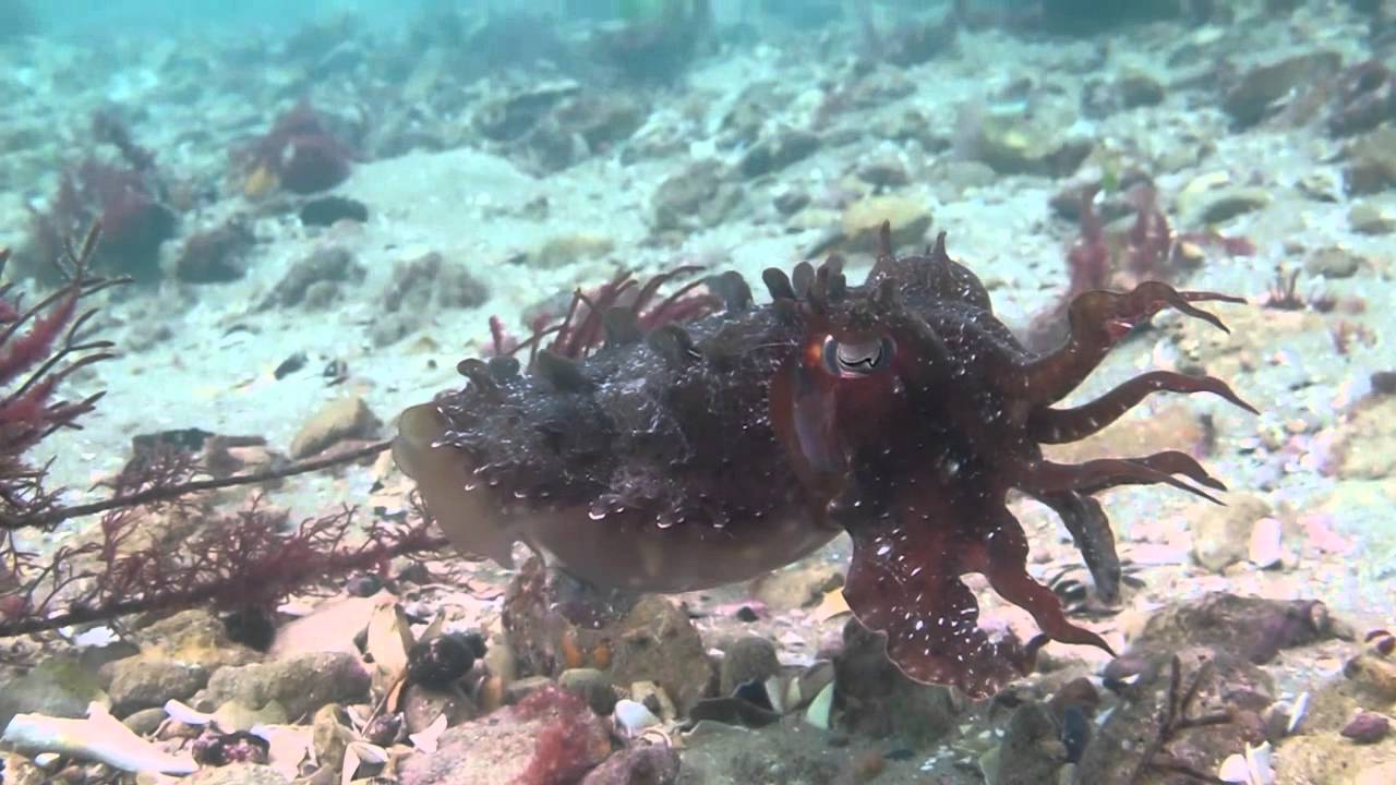 Scuba Diving Portsea Pier Cuttlefish 2014