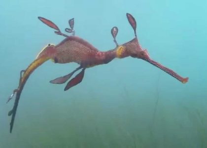 Scuba Flinders Pier Weedy Sea Dragon 9 August 2014 | aquasport.tv