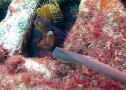 Octopus High Five Scuba Australia | aquasport.tv