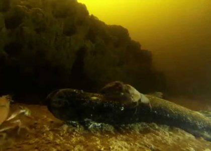 In the backyard of the crayfish hotel | aquasport.tv