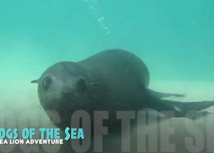 Scuba Diving Australia Sea Lions Seals | aquasport.tv