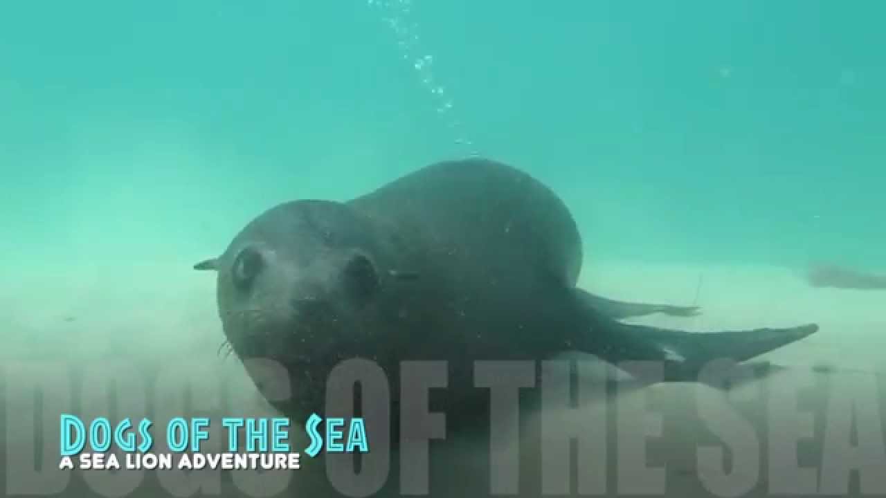 Scuba Diving Australia Sea Lions Seals | aquasport.tv