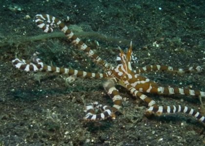 Lembeh Strait Diving 2014