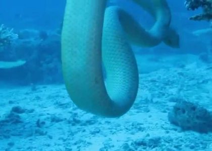 Olive Sea Snakes Mating at Snake Pit Mike Ball Scuba Australia Great Barrier Reef | aquasport.tv