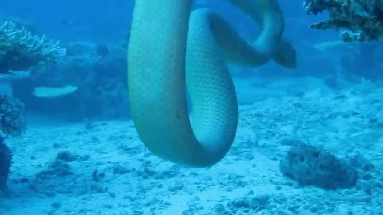 Olive Sea Snakes Mating at Snake Pit Mike Ball Scuba Australia Great Barrier Reef