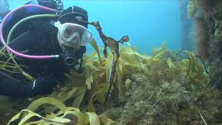 PT Weedy | aquasport.tv