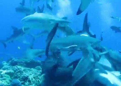 Shark Feeding Frenzy Scuba Mike Ball Australia | aquasport.tv