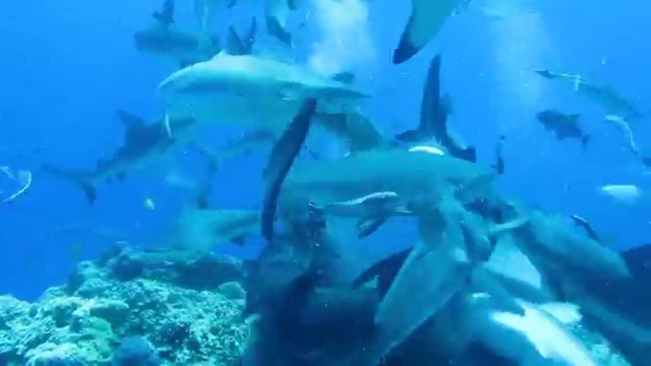 Shark Feeding Frenzy Scuba Mike Ball Australia