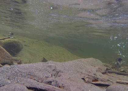 American Dipper Diving and Standing on GoPro