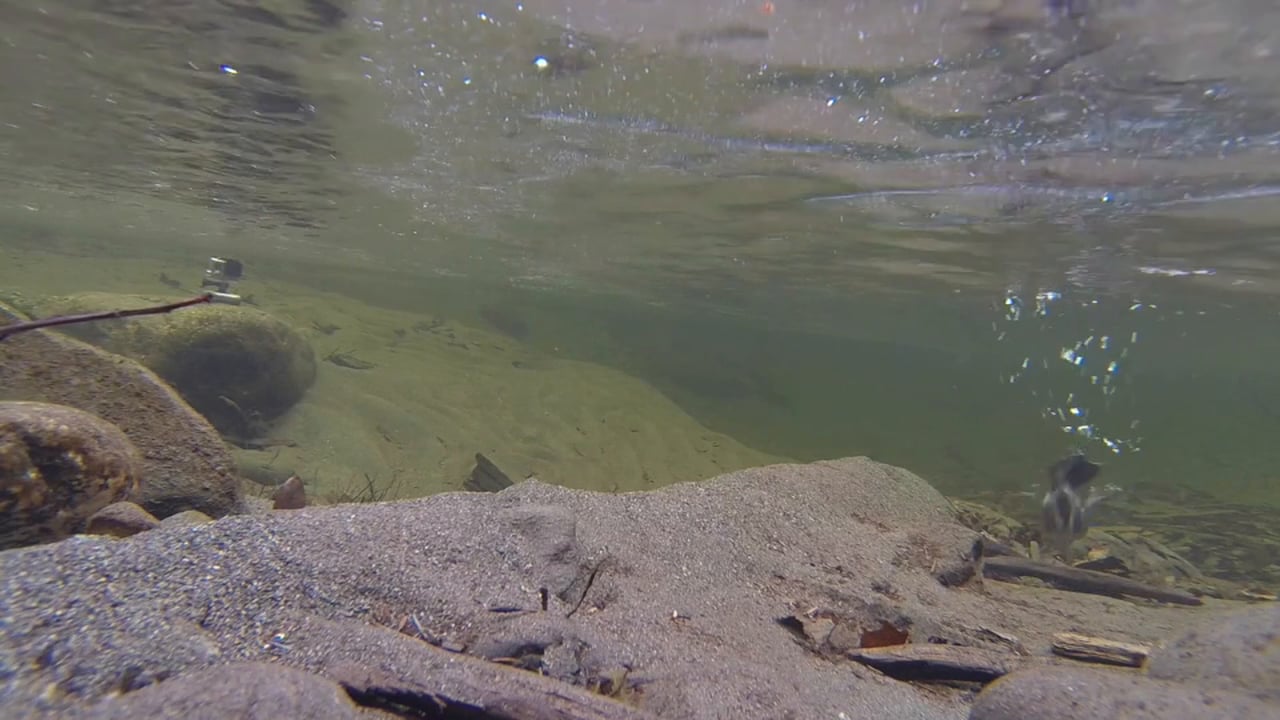 American Dipper Diving and Standing on GoPro
