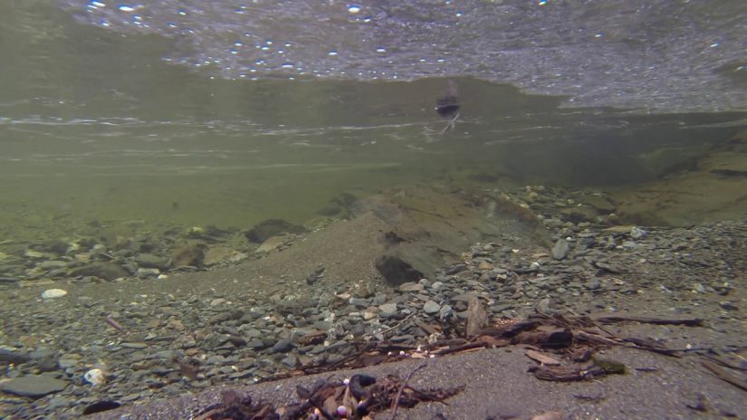 Dipper Diving 1