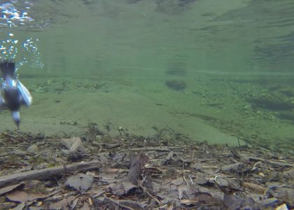 Dipper Diving at 14 Speed