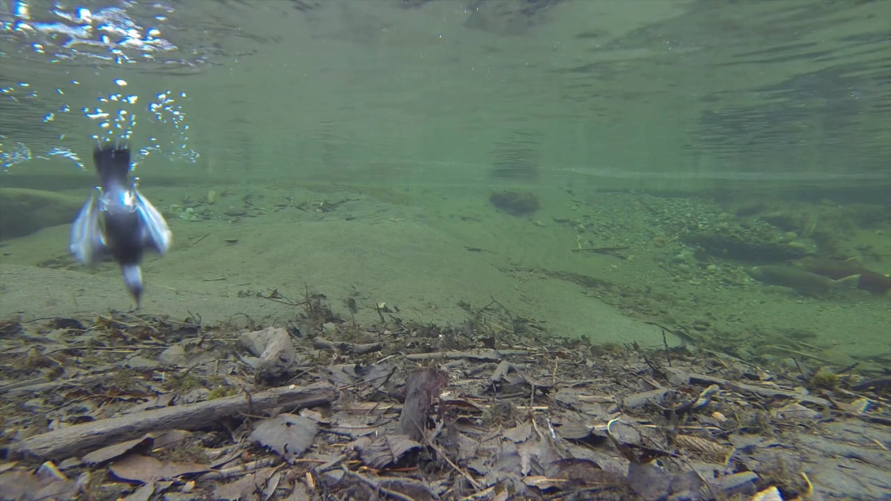Dipper Diving at 14 Speed