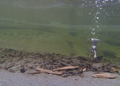 Dipper Diving for Salmon Egg