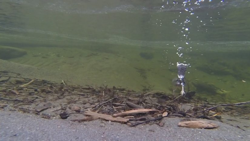 Dipper Diving for Salmon Egg