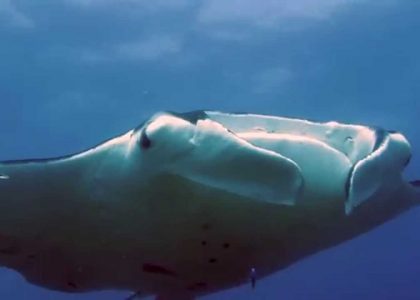 Manta Ray Scuba Diving Stradbroke Island November 2014 HD | aquasport.tv