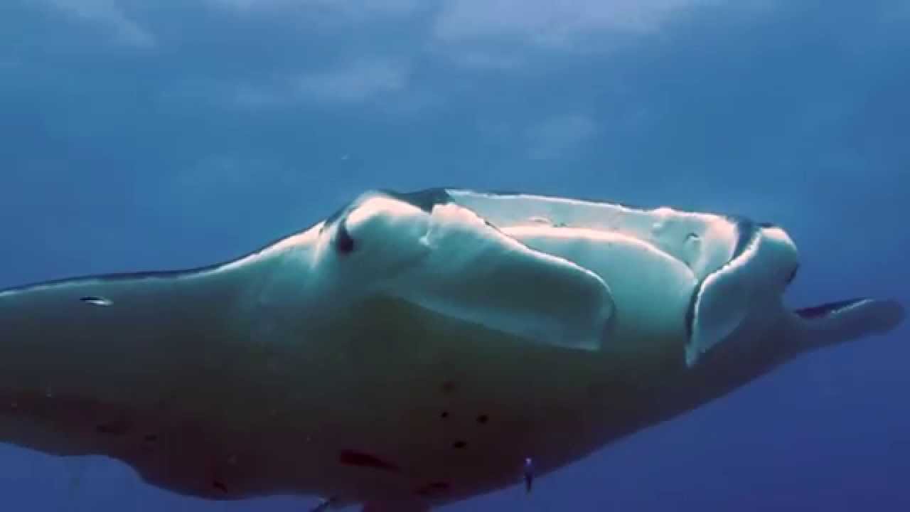 Manta Ray Scuba Diving Stradbroke Island November 2014 HD | aquasport.tv