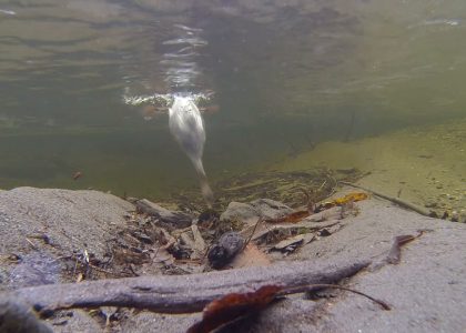 Merganser Dive in Steep Creek