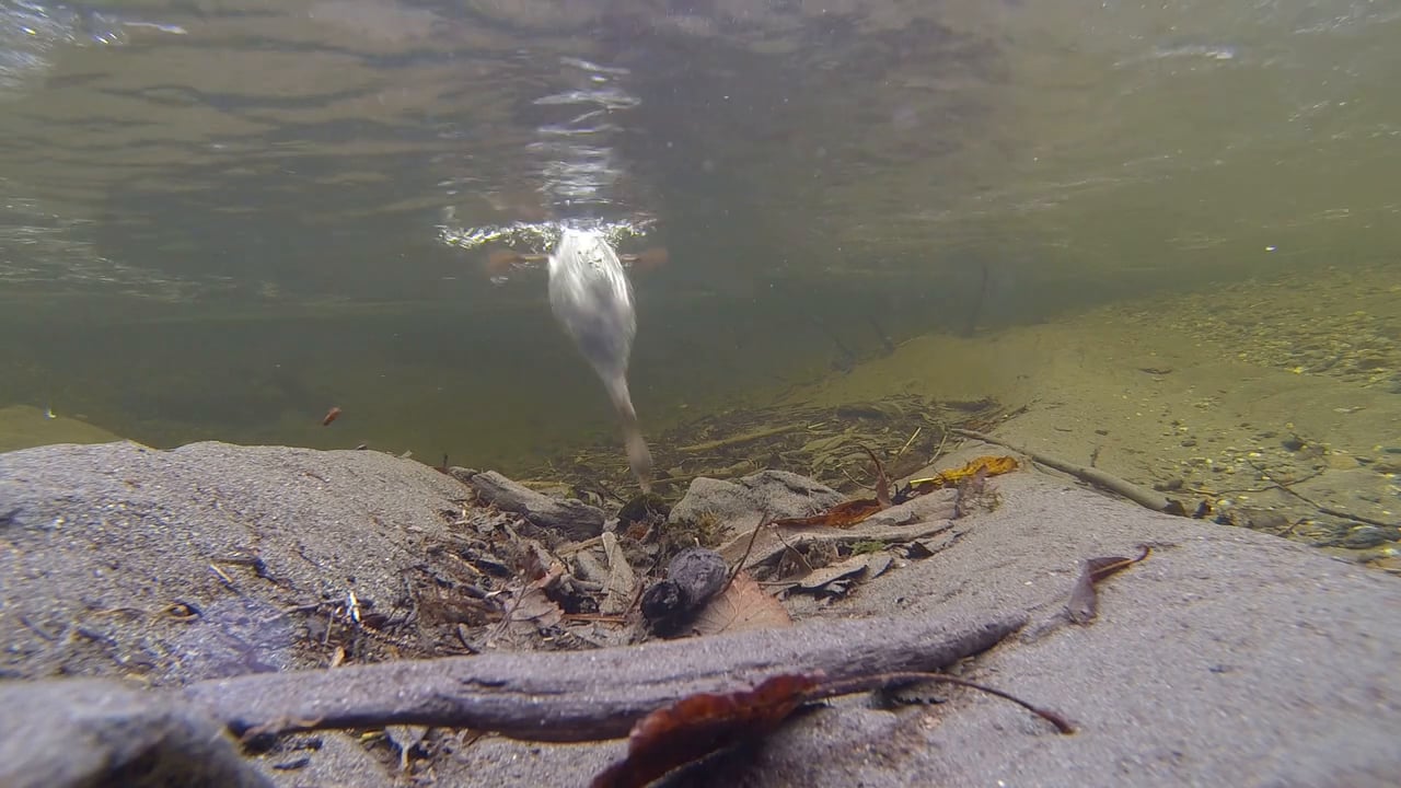 Merganser Dive in Steep Creek